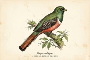 Coppery-tailed Trogon illustration