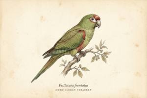 Cordilleran Parakeet illustration