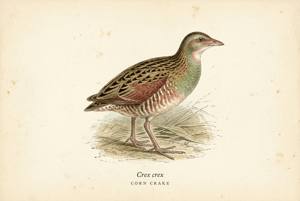 Corn Crake illustration