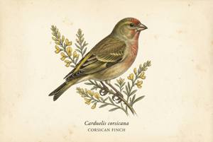 Corsican Finch illustration