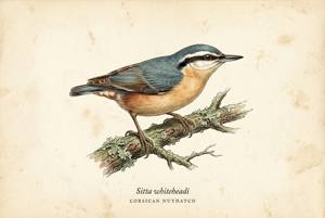 Corsican Nuthatch illustration