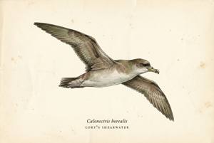 Cory's Shearwater illustration