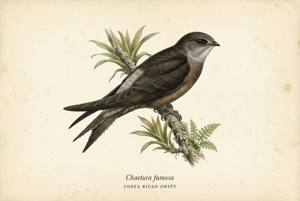 Costa Rican Swift illustration