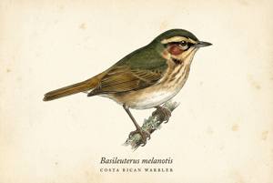 Costa Rican Warbler illustration