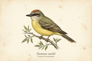 Couch's Kingbird illustration