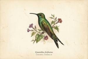 Cozumel Emerald illustration