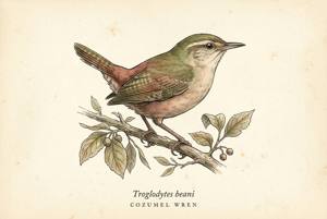 Cozumel Wren illustration