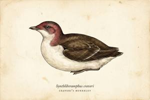 Craveri's Murrelet illustration