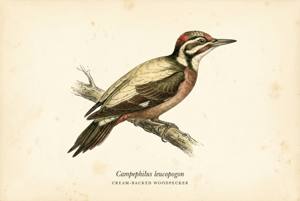 Cream-backed Woodpecker illustration