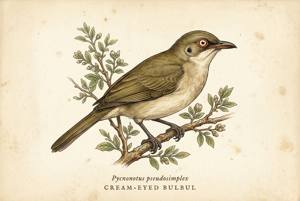 Cream-eyed Bulbul illustration