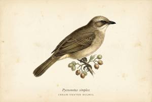 Cream-vented Bulbul illustration