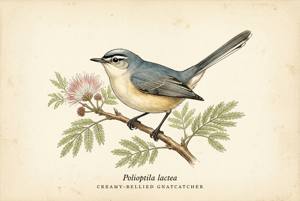 Creamy-bellied Gnatcatcher illustration