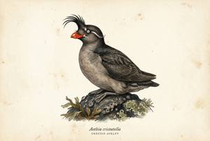 Crested Auklet illustration