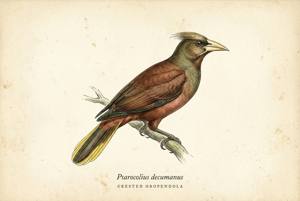 Crested Oropendola illustration