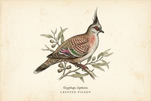 Crested Pigeon illustration