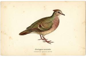 Crested Quail-Dove illustration