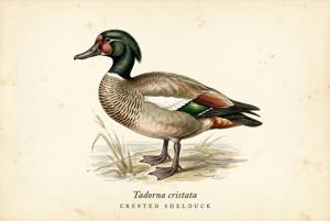Crested Shelduck illustration