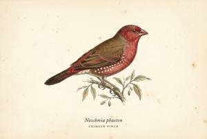Crimson Finch illustration