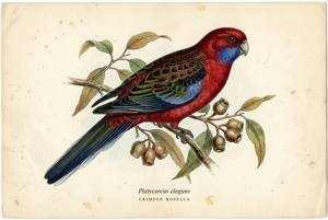 Crimson Rosella illustration