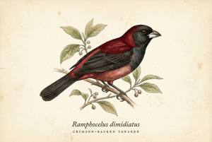 Crimson-backed Tanager illustration