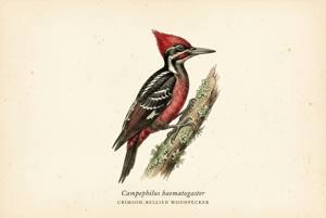 Crimson-bellied Woodpecker illustration