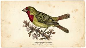 Crimson-collared Grosbeak illustration