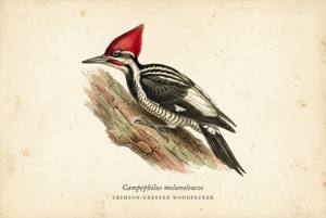 Crimson-crested Woodpecker illustration