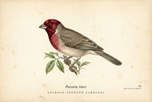 Crimson-fronted Cardinal illustration