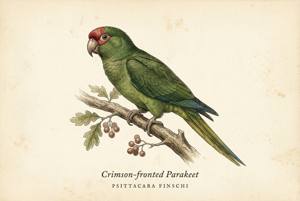 Crimson-fronted Parakeet illustration