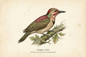Crimson-mantled Woodpecker illustration