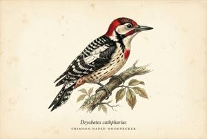 Crimson-naped Woodpecker illustration