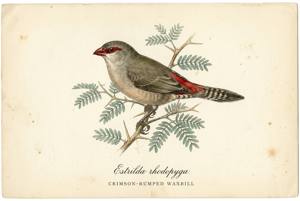 Crimson-rumped Waxbill illustration