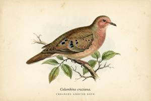 Croaking Ground Dove illustration