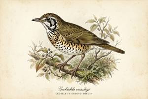 Crossley's Ground-Thrush illustration