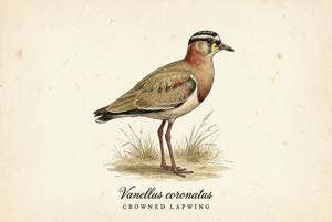 Crowned Lapwing illustration