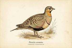 Crowned Sandgrouse illustration