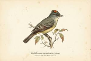 Crowned Slaty Flycatcher illustration