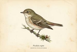 Cryptic Flycatcher illustration