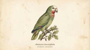 Cuban Amazon illustration