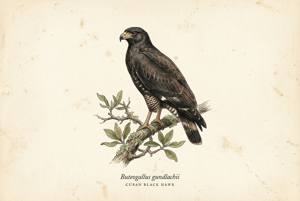 Cuban Black Hawk illustration