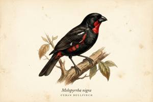 Cuban Bullfinch illustration