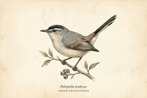 Cuban Gnatcatcher illustration