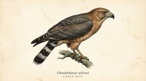 Cuban Kite illustration