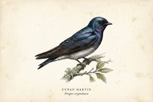 Cuban Martin illustration