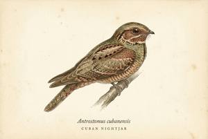 Cuban Nightjar illustration