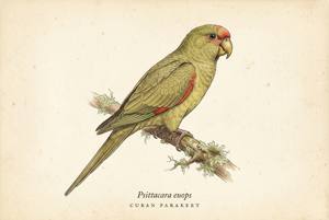 Cuban Parakeet illustration