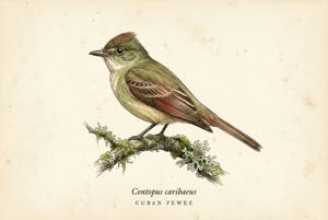 Cuban Pewee illustration