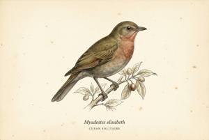Cuban Solitaire illustration
