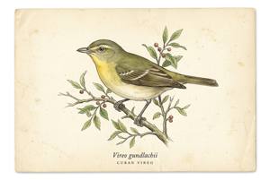 Cuban Vireo illustration