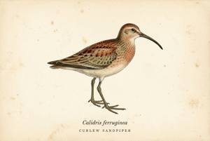 Curlew Sandpiper illustration
